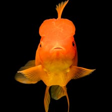 A Goldfish Called The Carrot