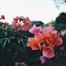 If We Share Anything, Let it Be Bougainvillea