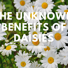The Unknown Benefits Of Daisies