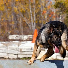 German Shepherd Must-Have Training Equipment