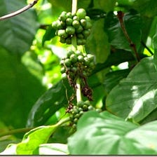 Green Coffee Bean Extract Supplement : Beverages