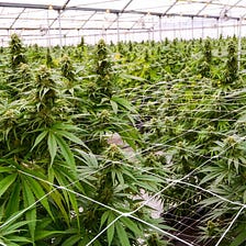 第八步 開花期來了 如何讓她長得又肥又茂密 植物準備要開花了 當你看到花苞的時候要怎麼辦 開花期會持續到採收 這個時期妳會需 By Kao Medium