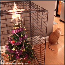 How to Keep a Cat out of Christmas Tree?
