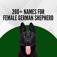 260+ Names for your female German Shepherd