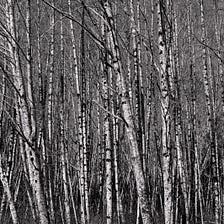 Winter Forest, Skokomish Valley, Washington, 2017