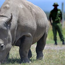 Northern White Rhinos: One Last Chance.