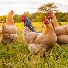 Are Pastured Eggs One of the Best Sources of Folate?