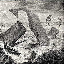 Captain Ahab and the White Whale of Democracy