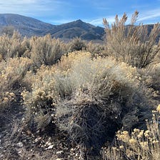A Look At Four Shrubs That Are Native to Northern Nevada
