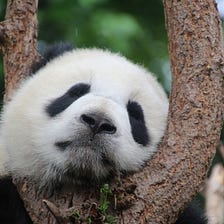 Forgetful pandas 🐼