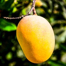 Mango: nutrition, bioactive compounds and use