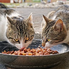 What did Victorian Cats Eat?