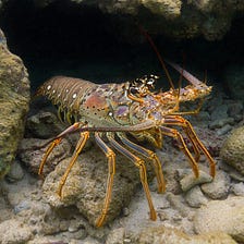 To Return Or Emerge – What Lobsters Can Teach Us About Mental Health Crises and Healing Society