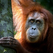 Objects and Orangutans