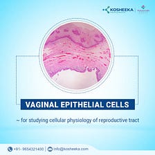 Vaginal epithelial cells | Kosheeka