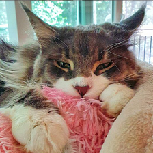 7 Things You Should Know About Maine Coons Before You Adopt One