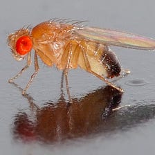 What Fruit Flies Can Teach Startup Founders