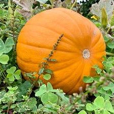 Pumpkins for Hallowe’en — This week in the garden
