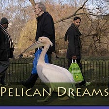TEAM DREAMS: Looking for New Orleans Pelicans Answers With Actual Pelicans