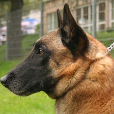 Which dog breed is the smartest? The latest results are surprising!
