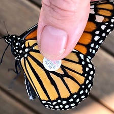 Monarch Butterfly Tagging…I Missed It This Year
