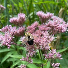 Bees, Beetles, Bugs and Blooms