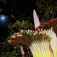 Keeping Vigil, Being Brave: How the Barnard College corpse flower kept my going through the police…