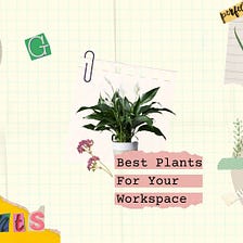 Add A Plant To Your Desk For Better Air, Memory, And Less Stress
