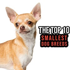 The Top 10 Smallest Dog Breeds