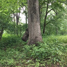 IMPRINTS OF THE MAN TREE