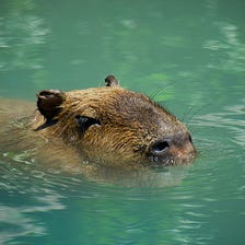 Capybaras Can’t Eat Gold