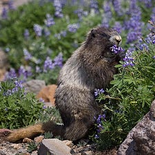 The Marmot Story — When Sleeping Makes a Living