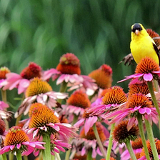 How to Bring Birds to Your Backyard Garden