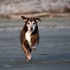 Day for Dogs: Remembering Laddie
