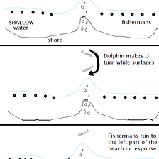 Cooperative foraging between artisanal fishermen and bottlenose dolphins