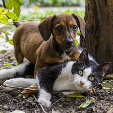 Brown dachound puppy pinning down a black and white cat with huge green eyes, as they play in the dirt under a tree