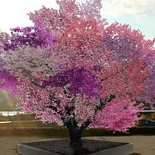 Tree of 40 fruits- A hybrid producing different types of fruits