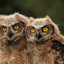 Interior to let industry kill baby owls, as long as it’s “accidental”