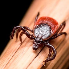 Inner Workings: Lyme disease vaccines face familiar challenges, both societal and scientific