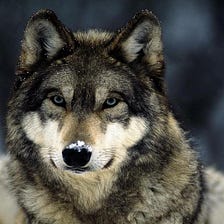 Wolf Facts That Will Surprise You