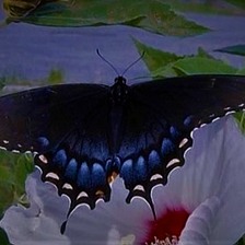 The Black Butterfly, a Short Story