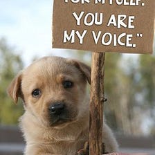 Animal Welfare Laws: Giving a ‘Voice’ to the ‘Voiceless’