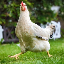 Chicken — Facts you did not know about your Chicken