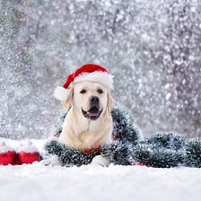 Top Ten Tips For Your Pooch This Christmas