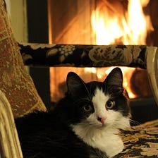 The Cat by the Fire