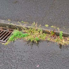 Beware — Weeds Can Grow Even On The Sides Of Cemented Grounds.