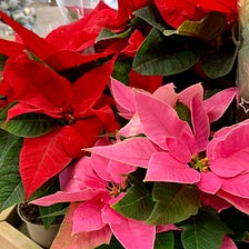 Poinsettias for Christmas — This week in the garden