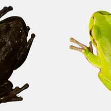 Chernobyl’s Radiation Turned Its Local Frogs Black