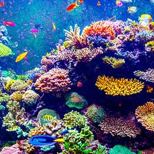 Part 3.1: Coral Reefs