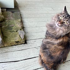 A Roof Rescue: How I became a cat person